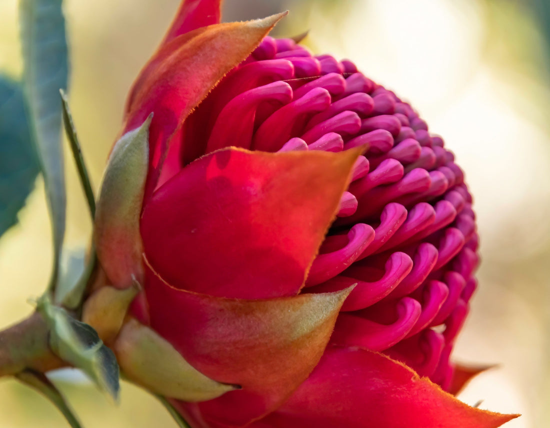 Why Western Australian Bee Pollen is Uniquely Superior