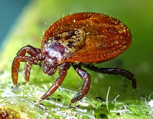 Varroa Mite in Australia: The Looming Threat to Our Bees