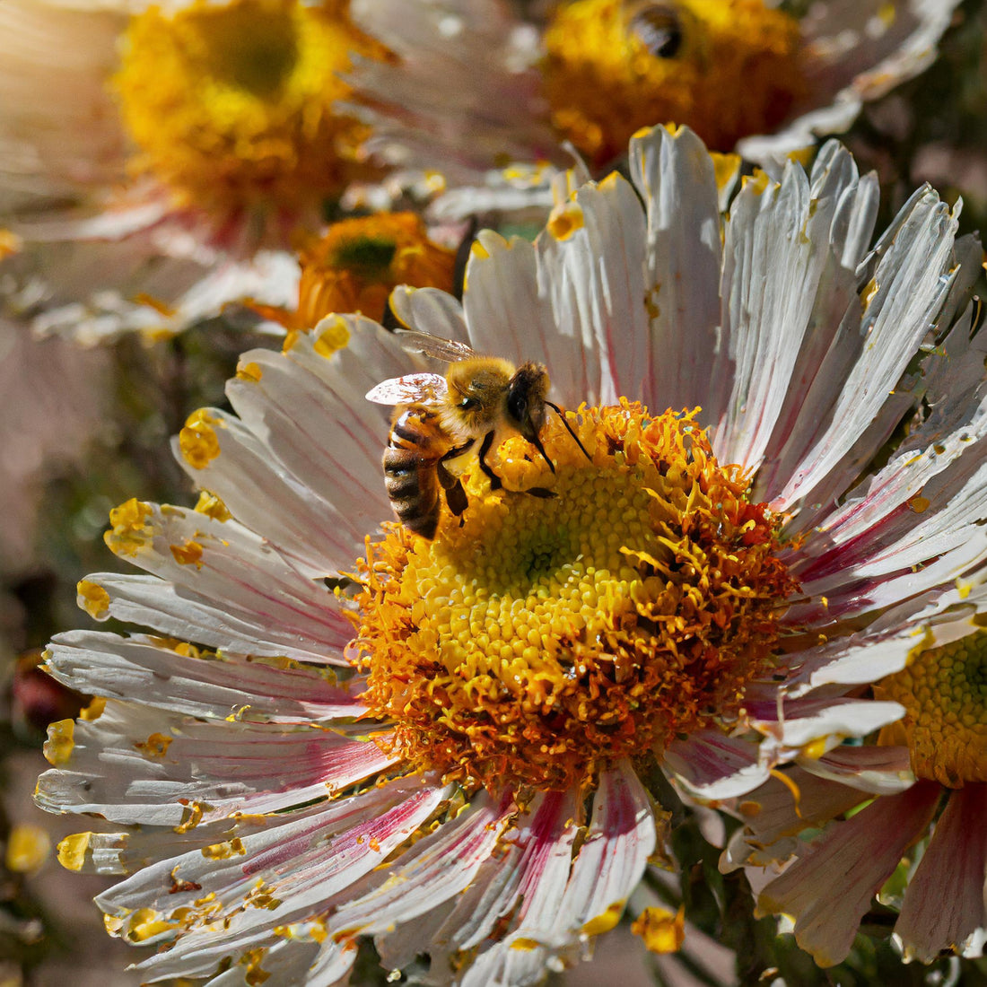 Unveiling the Power of Western Australian Bee Pollen: A Nutritional Powerhouse